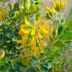 PÉPINIÈRES NAUDET - Luzerne arborescente (medicago arborea)