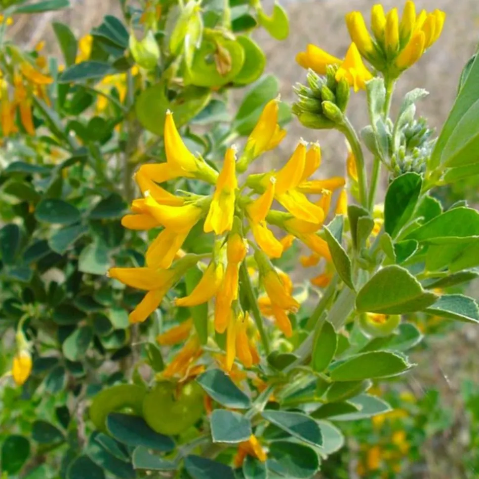 PÉPINIÈRES NAUDET - Luzerne arborescente (medicago arborea)