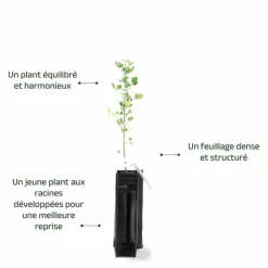 PÉPINIÈRES NAUDET - Luzerne arborescente (medicago arborea)