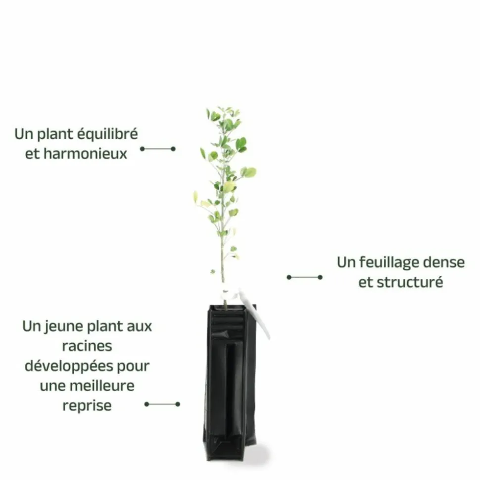 PÉPINIÈRES NAUDET - Luzerne arborescente (medicago arborea)