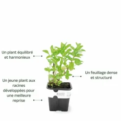 PÉPINIÈRES NAUDET - Menthe verte (mentha spicata)