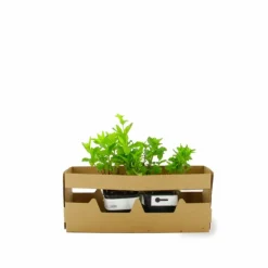 PÉPINIÈRES NAUDET - Menthe verte (mentha spicata)