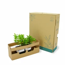 PÉPINIÈRES NAUDET - Menthe verte (mentha spicata)