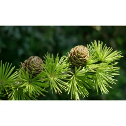 PÉPINIÈRES NAUDET - Mélèze d'europe (larix decidua) - godet - taille 20/40cm