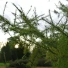 PÉPINIÈRES NAUDET - Mélèze hybride (larix eurolepis) - godet - taille 20/40cm