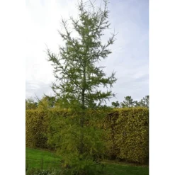 PÉPINIÈRES NAUDET - Mélèze hybride (larix eurolepis) - godet - taille 20/40cm