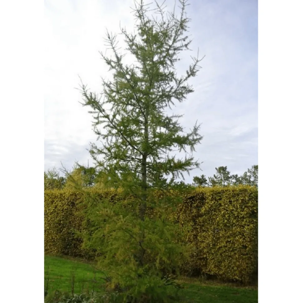PÉPINIÈRES NAUDET - Mélèze hybride (larix eurolepis) - godet - taille 20/40cm