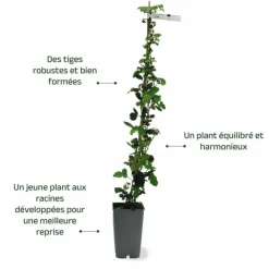 PÉPINIÈRES NAUDET - Mûre 'thornfree' (rubus fruticosus 'thornfree')