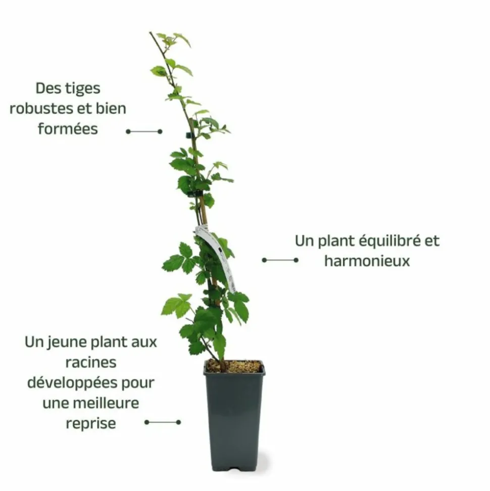 PÉPINIÈRES NAUDET - Mûre 'triple crown' (rubus fruticosus 'triple crown')