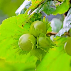 PÉPINIÈRES NAUDET - Noisetier commun ou coudrier (corylus avellana)