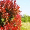 PÉPINIÈRES NAUDET - Photinia de fraser 'red robin' (photinia x fraseri 'red robin')