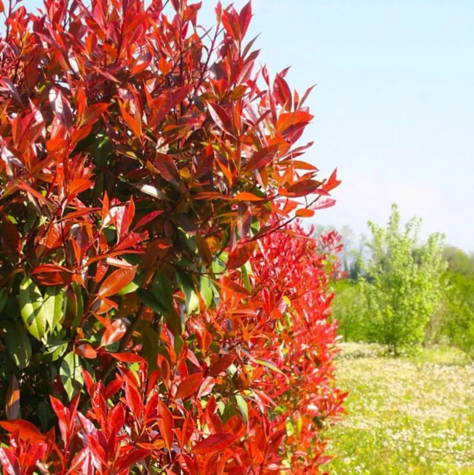 PÉPINIÈRES NAUDET - Photinia de fraser 'red robin' (photinia x fraseri 'red robin')