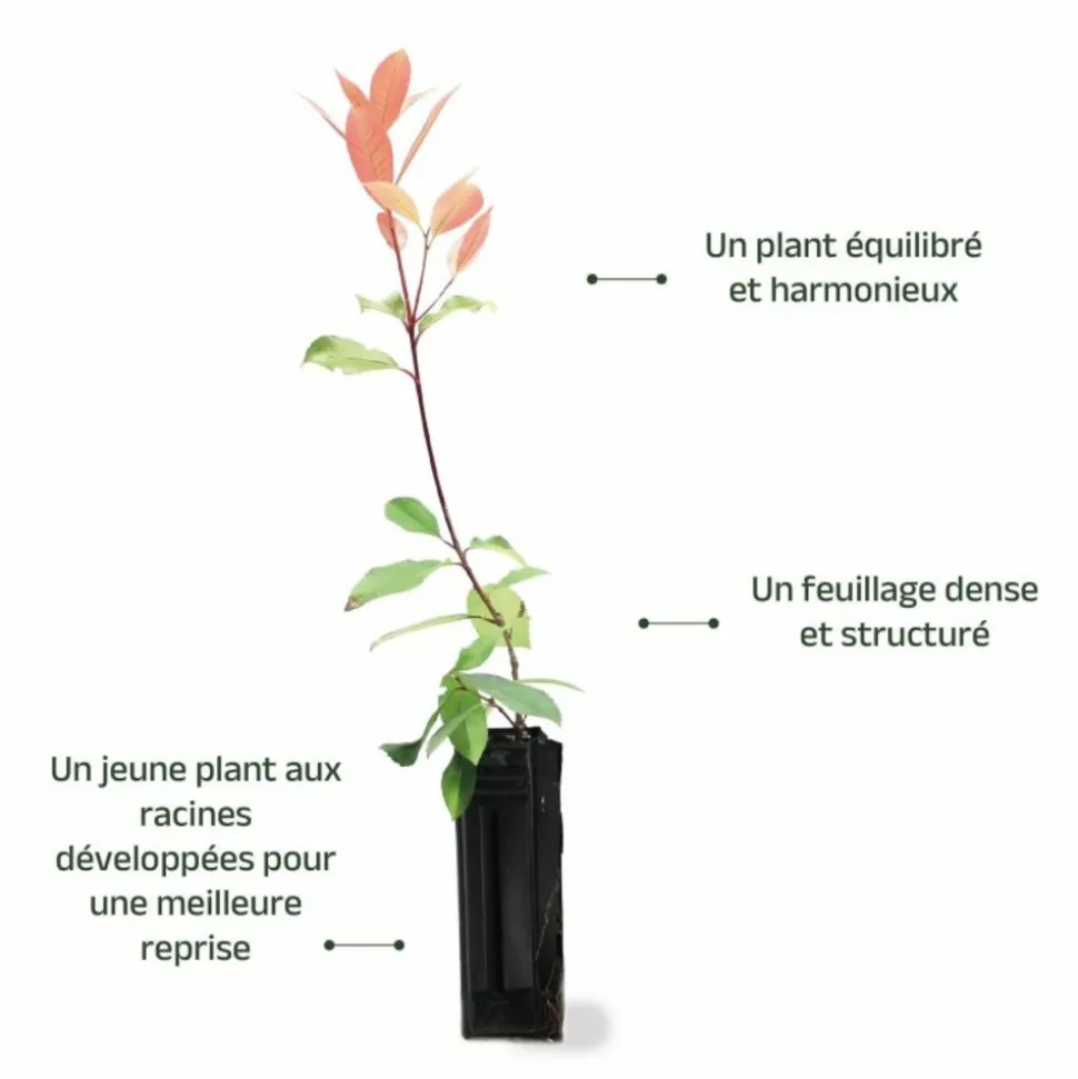 PÉPINIÈRES NAUDET - Photinia de fraser 'red robin' (photinia x fraseri 'red robin')