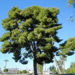 PÉPINIÈRES NAUDET - Pin d'alep (pinus halepensis) - godet - taille 13/25cm