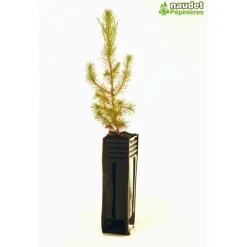 PÉPINIÈRES NAUDET - Pin d'alep (pinus halepensis) - godet - taille 13/25cm
