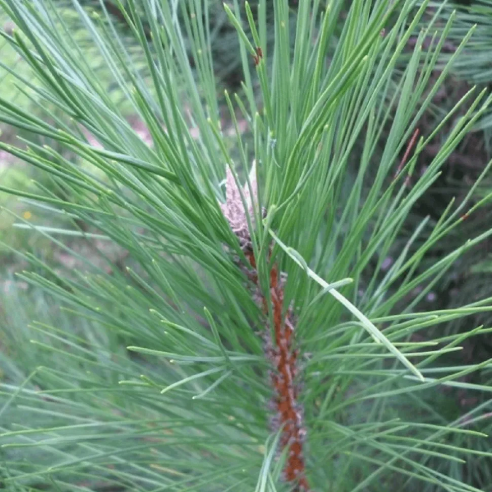 PÉPINIÈRES NAUDET - Pin de salzmann (pinus nigra salzmanii) - godet - taille 13/25cm