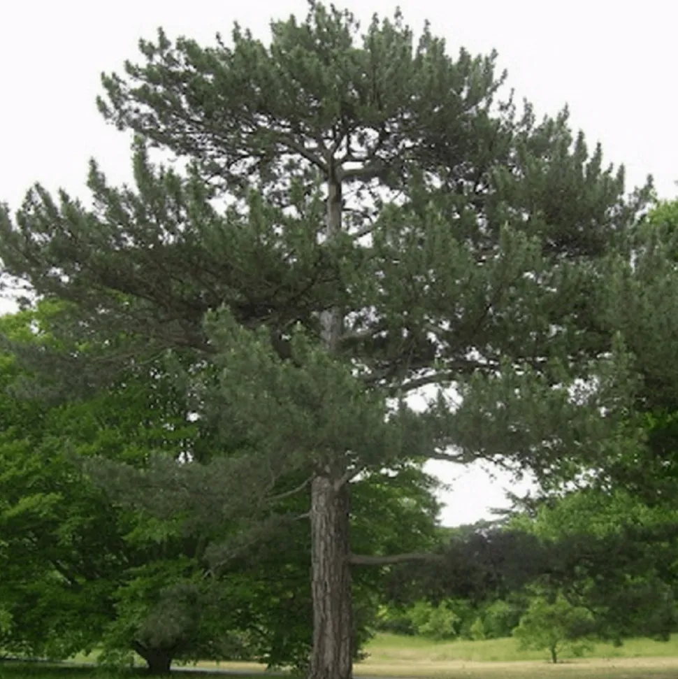 PÉPINIÈRES NAUDET - Pin de salzmann (pinus nigra salzmanii) - godet - taille 13/25cm