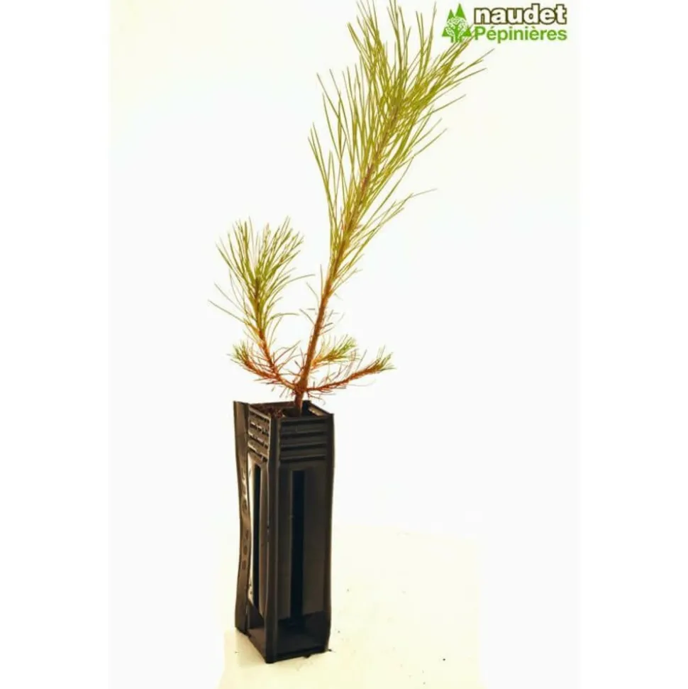PÉPINIÈRES NAUDET - Pin de salzmann (pinus nigra salzmanii) - godet - taille 13/25cm
