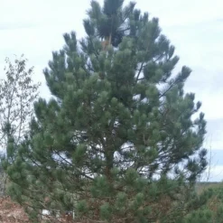 PÉPINIÈRES NAUDET - Pin laricio de calabre (pinus nigra calabrica) - godet - taille 20/40cm