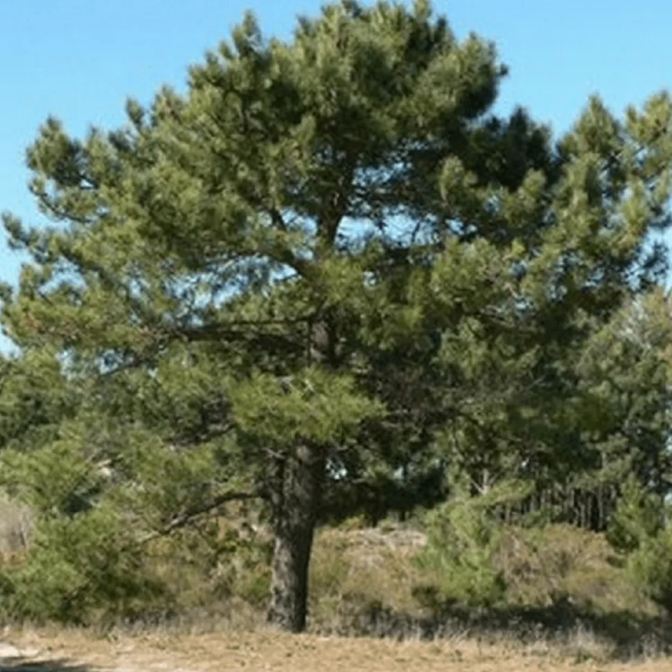 PÉPINIÈRES NAUDET - Pin maritime (pinus pinaster) - godet - taille 20/40cm