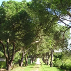 PÉPINIÈRES NAUDET - Pin pignon - pin parasol (pinus pinea) - godet - taille 13/25cm