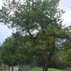 PÉPINIÈRES NAUDET - Pin sylvestre (pinus sylvestris) - godet - taille 13/25cm