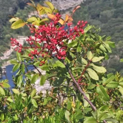 PÉPINIÈRES NAUDET - Pistachier térébinthe (pistacia terebinthus)