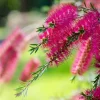 PÉPINIÈRES NAUDET - Rince bouteille (callistemon x laevis)