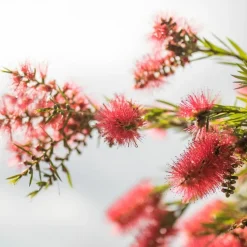PÉPINIÈRES NAUDET - Rince bouteille (callistemon x laevis)