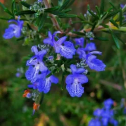 PÉPINIÈRES NAUDET - Romarin commun de corse (rosmarinus officinalis 'corsican blue')