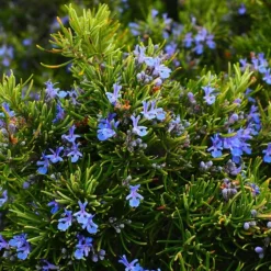 PÉPINIÈRES NAUDET - Romarin commun de corse (rosmarinus officinalis 'corsican blue')
