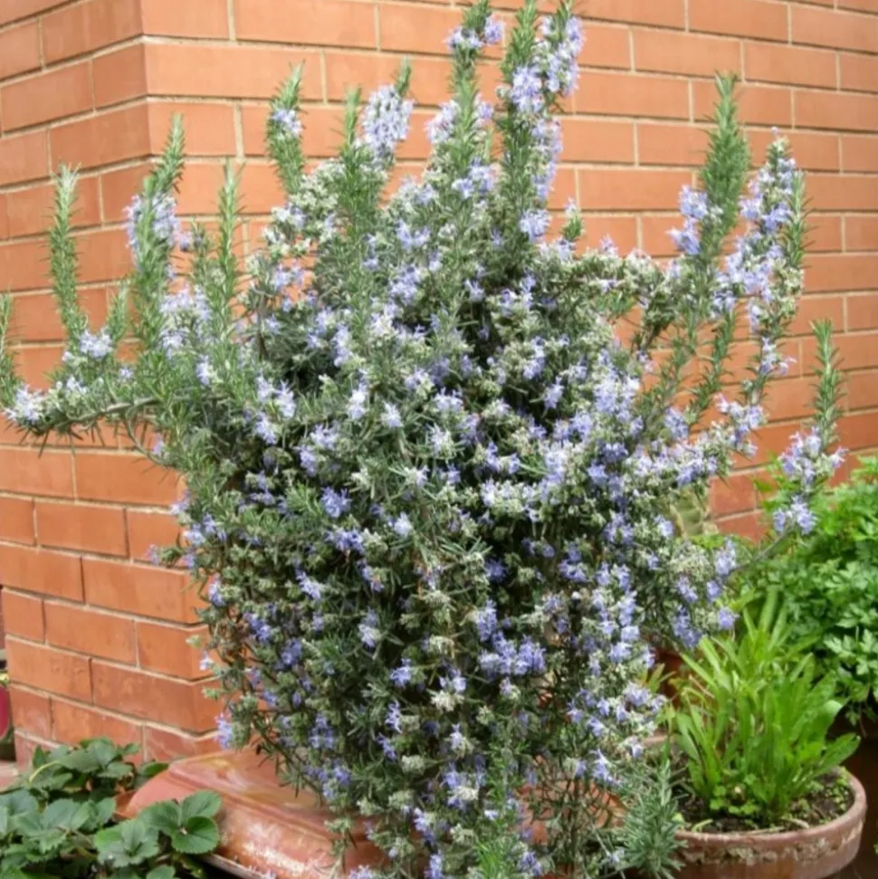 PÉPINIÈRES NAUDET - Romarin couvre-sol (rosmarinus officinalis 'prostratus')