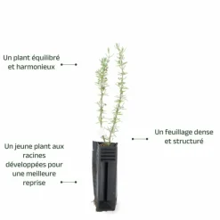 PÉPINIÈRES NAUDET - Romarin couvre-sol (rosmarinus officinalis 'prostratus')