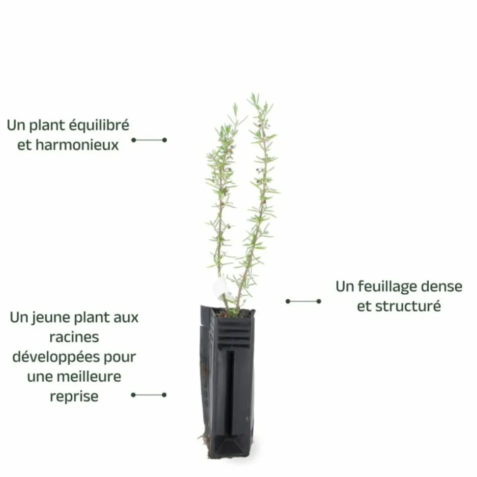 PÉPINIÈRES NAUDET - Romarin couvre-sol (rosmarinus officinalis 'prostratus')