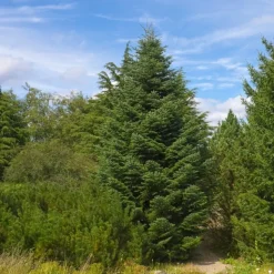 PÉPINIÈRES NAUDET - Sapin de céphalonie (abies 'cephalonica') - godet - taille 10/15cm