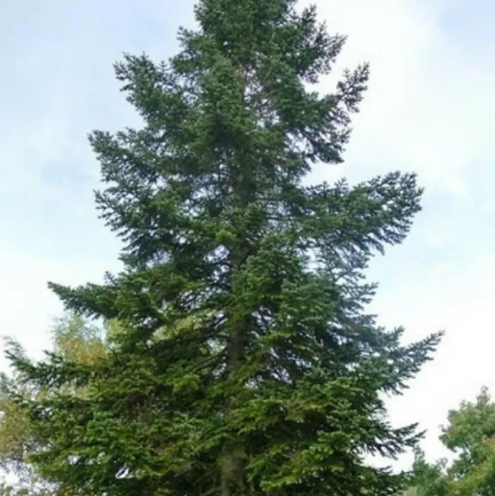 PÉPINIÈRES NAUDET - Sapin de nordmann (abies nordmanniana) - godet - taille 13/25cm