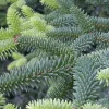 PÉPINIÈRES NAUDET - Sapin d'espagne (abies pinsapo) - godet - taille 13/25cm