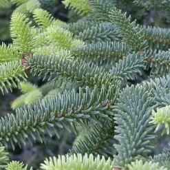 PÉPINIÈRES NAUDET - Sapin d'espagne (abies pinsapo) - godet - taille 13/25cm