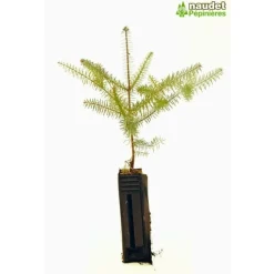 PÉPINIÈRES NAUDET - Sapin d'espagne (abies pinsapo) - godet - taille 13/25cm