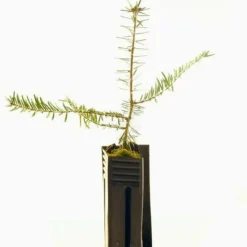 PÉPINIÈRES NAUDET - Sapin pectiné (abies alba) - godet - taille 13/25cm