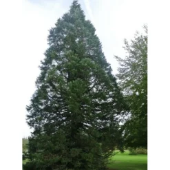 PÉPINIÈRES NAUDET - Séquoia géant (sequoiadendron gigantea) - godet - taille 10cm