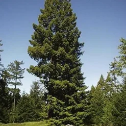PÉPINIÈRES NAUDET - Séquoia toujours vert (sequoia sempervirens) - godet - taille 20/40cm