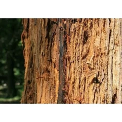 PÉPINIÈRES NAUDET - Séquoia toujours vert (sequoia sempervirens) - godet - taille 20/40cm