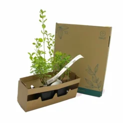 PÉPINIÈRES NAUDET - Symphorine 'white edge' (symphoricarpos doorenbosii 'white hedge')