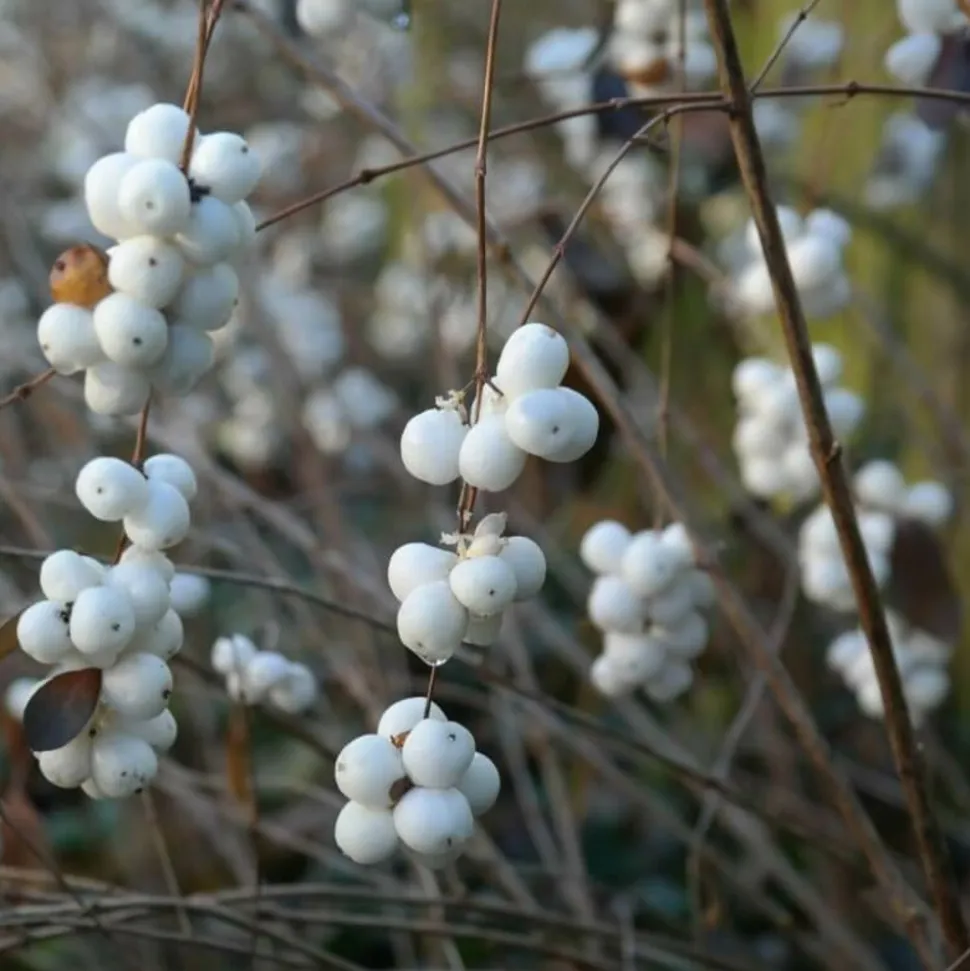 PÉPINIÈRES NAUDET - Symphorine de chenault 'hancock' (symphoricarpos x chenaultii 'hancock')