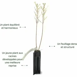 PÉPINIÈRES NAUDET - Tamaris d'été (tamarix ramosissima)