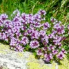 PÉPINIÈRES NAUDET - Thym (thymus officinalis)