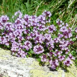 PÉPINIÈRES NAUDET - Thym (thymus officinalis)