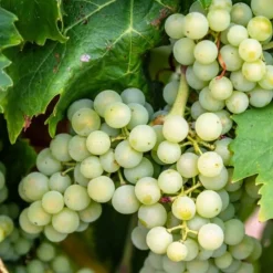 PÉPINIÈRES NAUDET - Vigne 'sauvignon blanc' (vitis vinifera 'sauvignon blanc' )