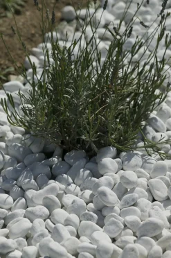 PRADIER - Galet roulé blanc carrare 15/25 en sac de 15 KG